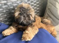 Tucker, a male Shih Tzu for sale in Covington, LA – Photo 10 of 10