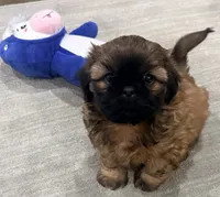 Tucker, a male Shih Tzu for sale in Covington, LA – Photo 3 of 9