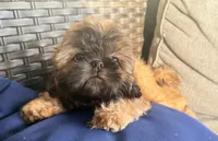 Tucker, a male Shih Tzu for sale in Covington, LA – Photo 9 of 10