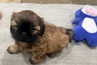 Tucker, a male Shih Tzu for sale in Covington, LA – Photo 4 of 9