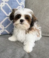 Peanut, a male Mal Shi for sale in Covington, LA – 5 of 10