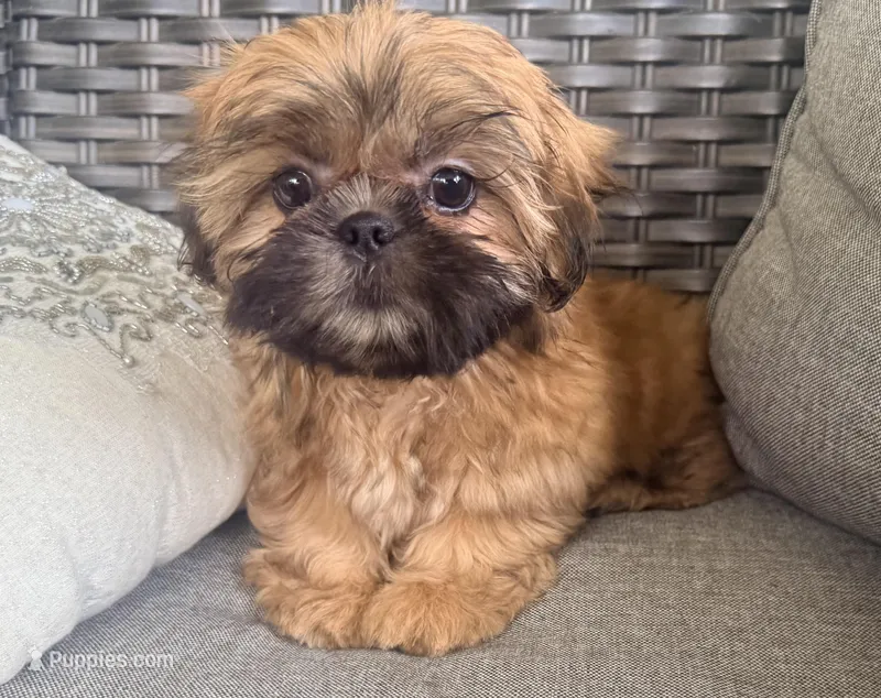 Millie – Shih Tzu puppy for sale in Covington, LA