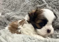 Peanut, a male Maltese and Shih Tzu for sale in Covington, LA – 5 of 10