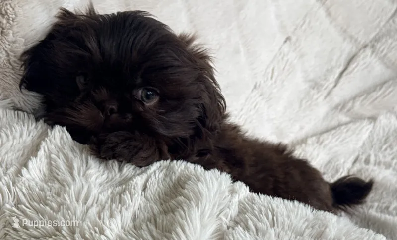 Teddy  – Shih Tzu puppy for sale in Covington, LA