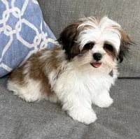 Peanut, a male Mal Shi for sale in Covington, LA – 3 of 10