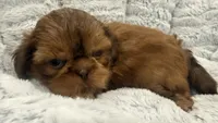 Biscuit, a male Shih Tzu for sale in Covington, LA – 7 of 8
