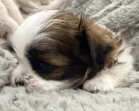Peanut, a male Maltese and Shih Tzu for sale in Covington, LA – 7 of 10