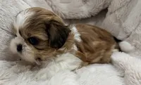 Ollie, a male Shih Tzu for sale in Covington, LA – 5 of 10