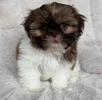 Gizmo, a male Shih Tzu for sale in Covington, LA – 2 of 10