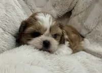 Ollie, a male Shih Tzu for sale in Covington, LA – 2 of 10