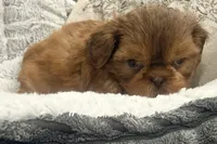 Biscuit, a male Shih Tzu for sale in Covington, LA – 3 of 8