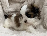 Peanut, a male Maltese and Shih Tzu for sale in Covington, LA – 9 of 10