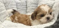 Ollie, a male Shih Tzu for sale in Covington, LA – 8 of 10