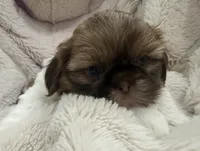 Gizmo, a male Shih Tzu for sale in Covington, LA – 5 of 10