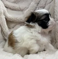 Pixie , a female Maltese and Shih Tzu for sale in Covington, LA – 4 of 10