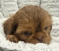Biscuit, a male Shih Tzu for sale in Covington, LA – 6 of 8