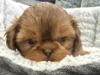 Biscuit, a male Shih Tzu for sale in Covington, LA – 1 of 8