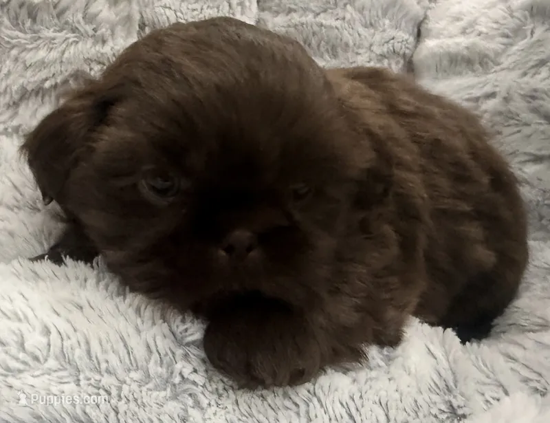 Teddy  – Shih Tzu puppy for sale in Covington, LA