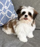 Peanut, a male Mal Shi for sale in Covington, LA – 10 of 10