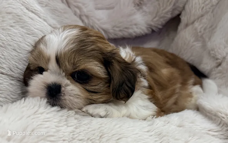 Ollie – Shih Tzu puppy for sale in Covington, LA