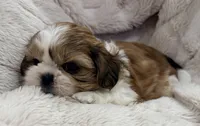 Ollie, a male Shih Tzu for sale in Covington, LA – 1 of 10