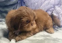 Biscuit , a male Shih Tzu for sale in Covington, LA – 2 of 10