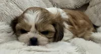 Ollie, a male Shih Tzu for sale in Covington, LA – 4 of 10