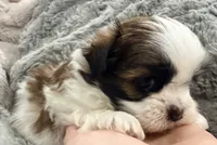 Peanut, a male Maltese and Shih Tzu for sale in Covington, LA – 8 of 10