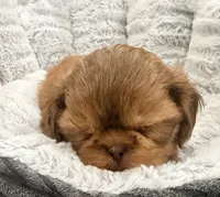 Biscuit, a male Shih Tzu for sale in Covington, LA – 4 of 8