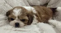 Ollie, a male Shih Tzu for sale in Covington, LA – 3 of 10