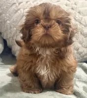 Biscuit , a male Shih Tzu for sale in Covington, LA – 5 of 10