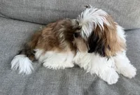 Peanut, a male Mal Shi for sale in Covington, LA – 9 of 10