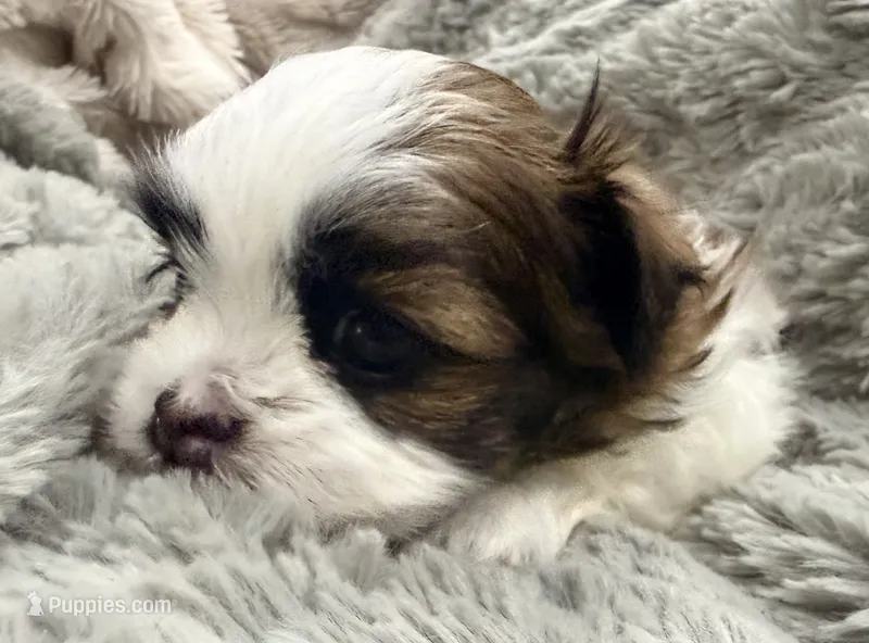 Peanut – Maltese, Shih Tzu puppy for sale in Covington, LA