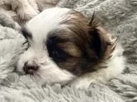 Peanut, a male Maltese and Shih Tzu for sale in Covington, LA – 1 of 10