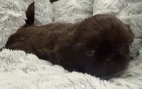 Teddy , a male Shih Tzu for sale in Covington, LA – 10 of 10
