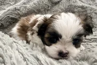 Peanut, a male Maltese and Shih Tzu for sale in Covington, LA – 2 of 10