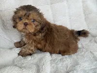 Biscuit , a male Shih Tzu for sale in Covington, LA – 9 of 10