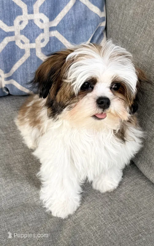 Peanut – Mal Shi puppy for sale in Covington, LA