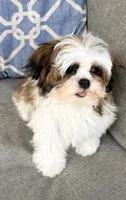 Peanut, a male Mal Shi for sale in Covington, LA – 1 of 10