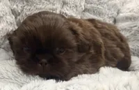 Teddy , a male Shih Tzu for sale in Covington, LA – 4 of 10