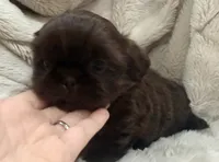 Teddy , a male Shih Tzu for sale in Covington, LA – 2 of 10