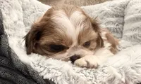 Ollie, a male Shih Tzu for sale in Covington, LA – 9 of 10