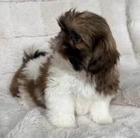 Gizmo, a male Shih Tzu for sale in Covington, LA – 3 of 10