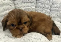Biscuit, a male Shih Tzu for sale in Covington, LA – 5 of 8