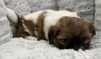 Gizmo, a male Shih Tzu for sale in Covington, LA – 4 of 10