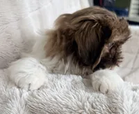 Gizmo, a male Shih Tzu for sale in Covington, LA – 4 of 10