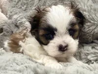 Peanut, a male Maltese and Shih Tzu for sale in Covington, LA – 6 of 10