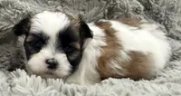 Pixie , a female Maltese and Shih Tzu for sale in Covington, LA – 7 of 10