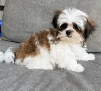 Peanut, a male Mal Shi for sale in Covington, LA – 2 of 10