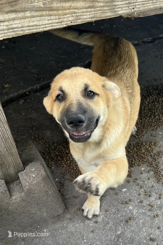 Honey – German Shepherd Dog, Golden Retriever puppy for sale in San Antonio, TX